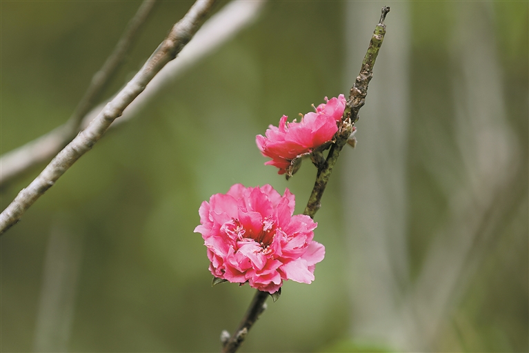 11月3日，莲花山公园现桃花盛开。 深圳晚报记者 张焱焱 摄