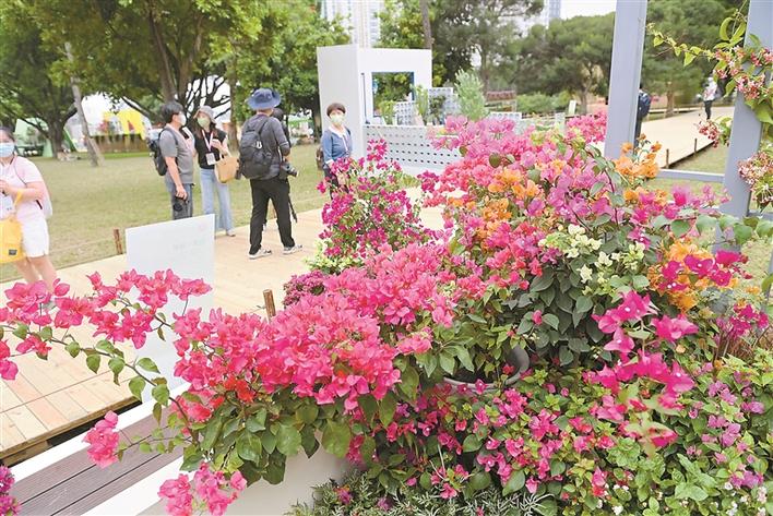 簕杜鹃花展今起在莲花山公园迎客