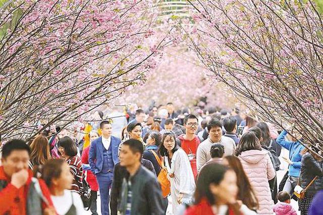 观澜湖樱花节大年初一迎客 千株樱花迎春绽放