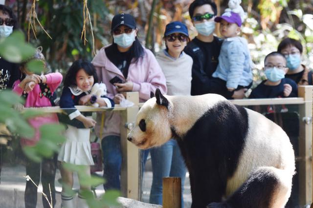 深圳野生动物园动物萌态十足吸引八方游客