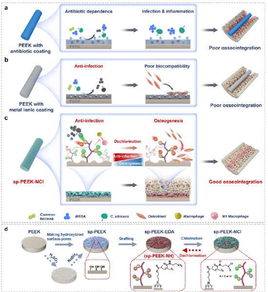 具有（a）抗生素涂层及（b）金属离子涂层的peek和（c）sp-peek-ncl植入物的应用示意图及（d）sp-peek-ncl的制备过程